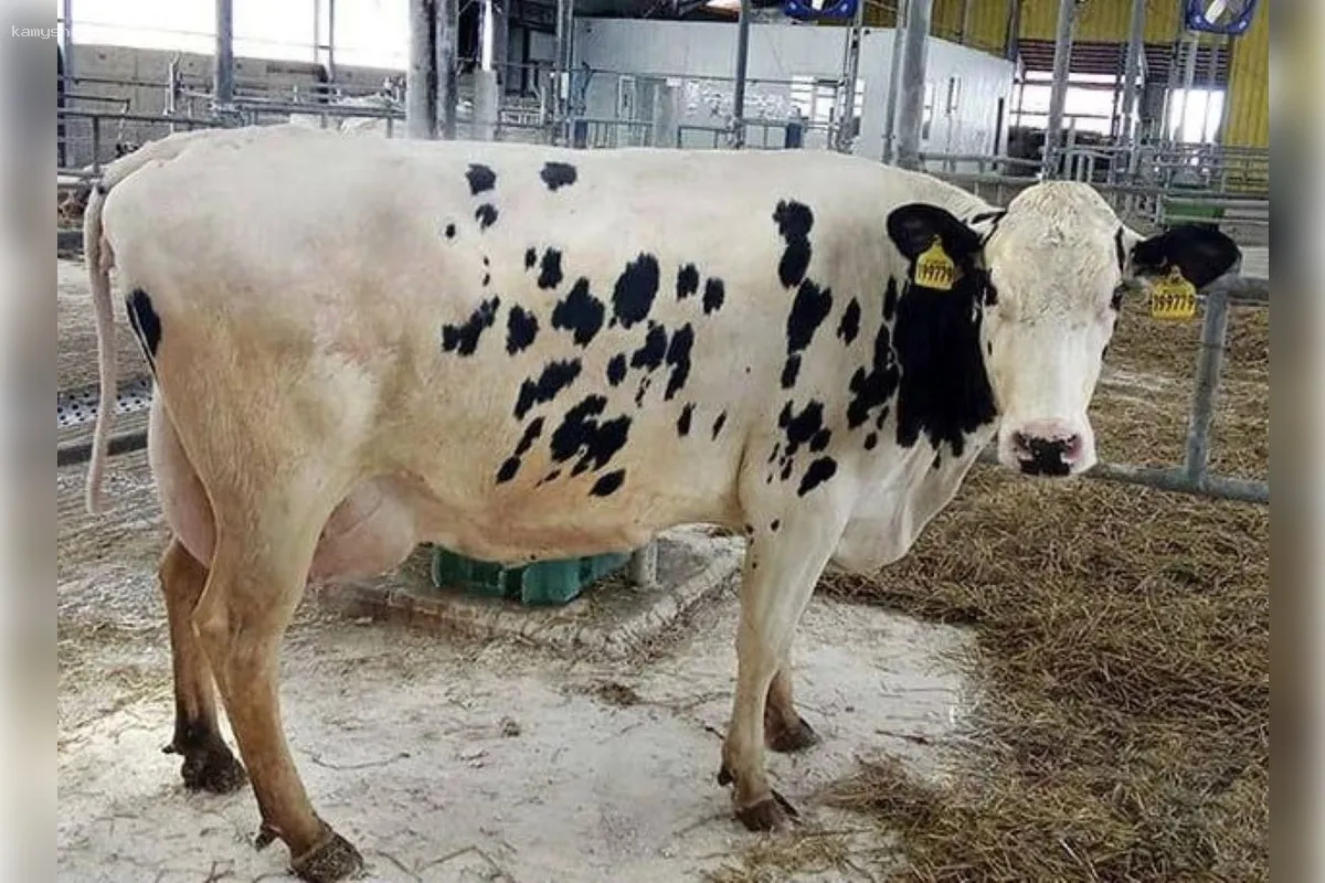 Министр сельского хозяйства Калужской области Ефремов поделился информацией о выдающейся корове