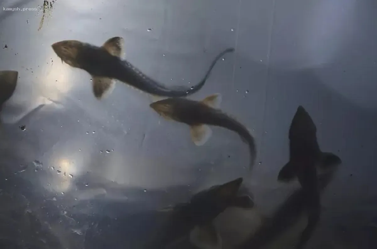 Обмеление Нижней Волги представляет опасность для осетровых рыб