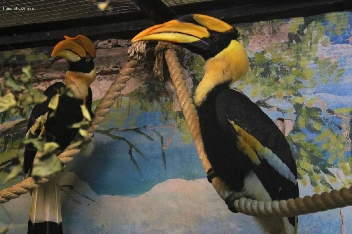 Тропические птицы из старого зоопарка Перми переедут в новый зоопарк на Нагорном