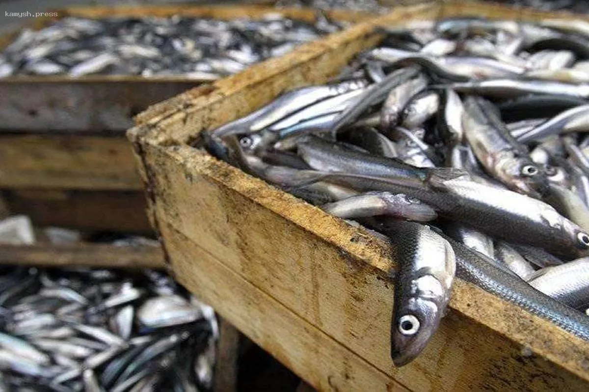 Росрыболовство обязали выдавать лицензии на вылов корюшки рыбакам