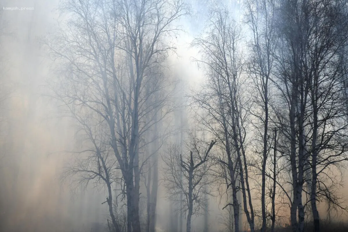 В Забайкалье были задержаны подозреваемые в поджоге леса
