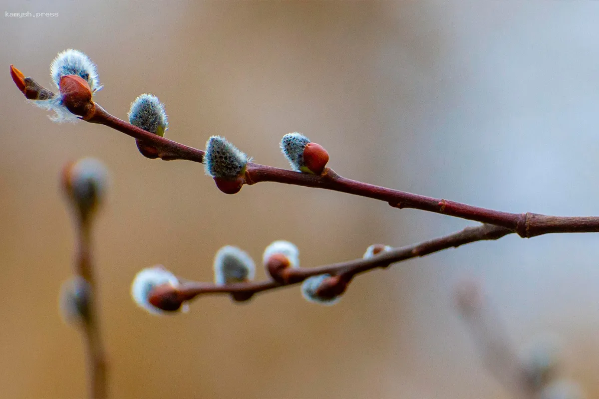 Вербное воскресенье 2025 года пройдет 13 апреля