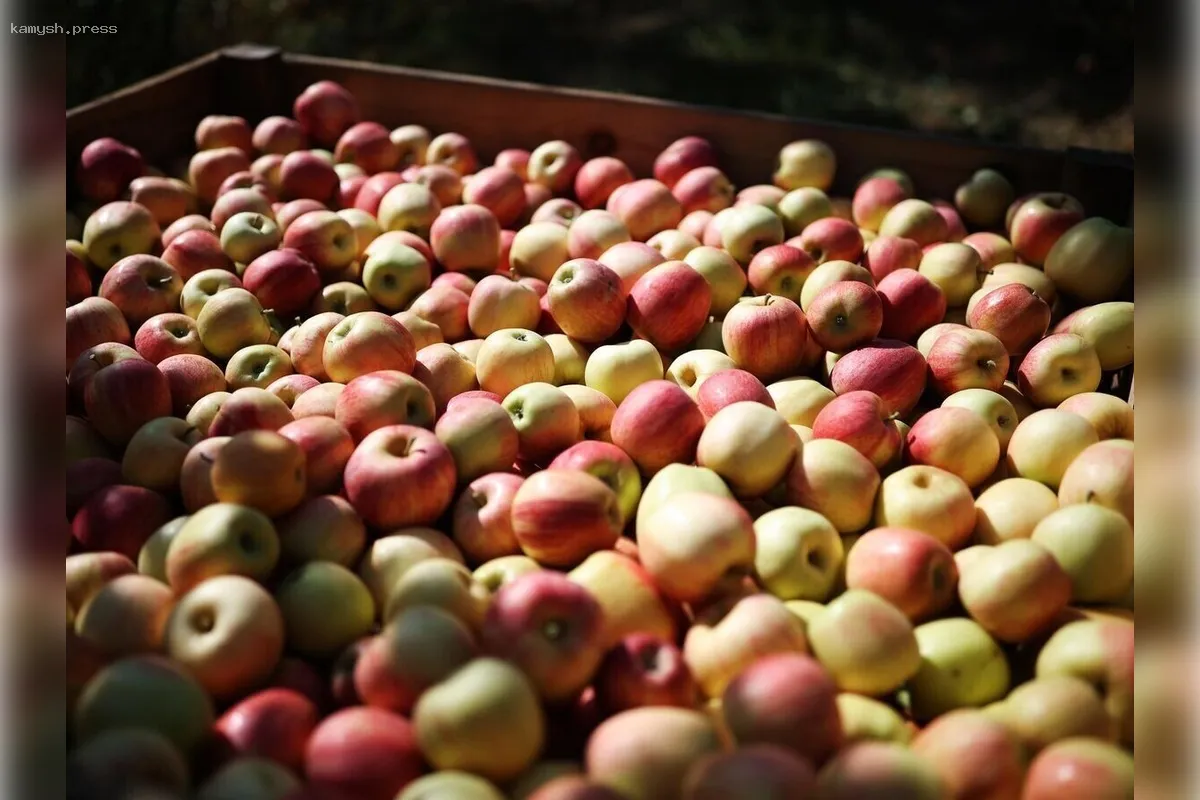 Китай нарастил экспорт яблок в Россию в первом квартале
