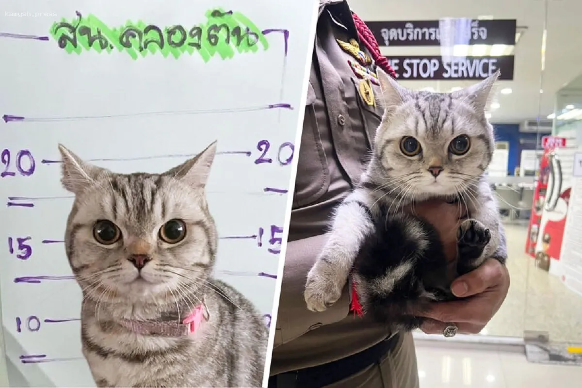 В Таиланде задержали кошку, укусившую полицейских