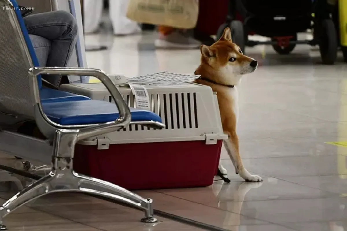 Россельхознадзор сообщил о путешествующих питомцах из Новосибирской области