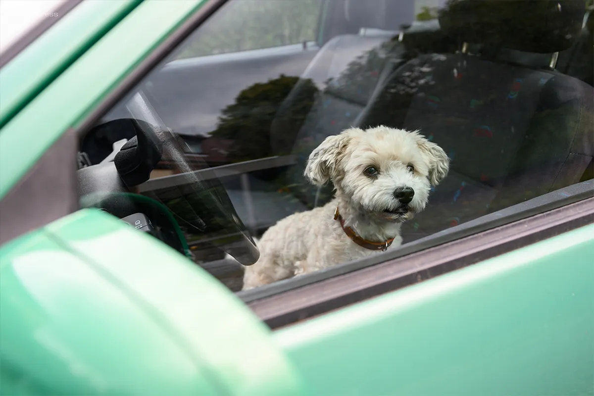 Юрист предупредила о возможном штрафе за неправильно организованную перевозку животных в автомобиле