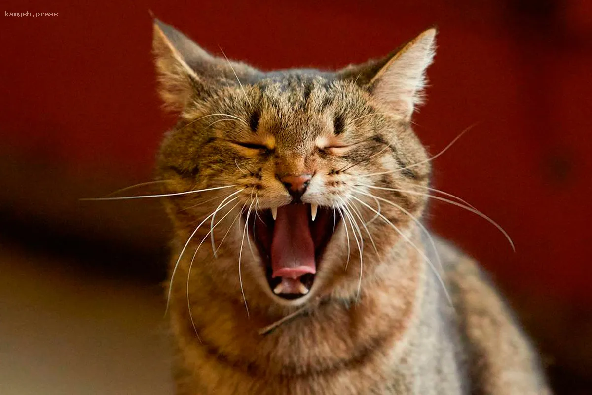 Ветеринар рассказал, как облегчить весенние мучения котов