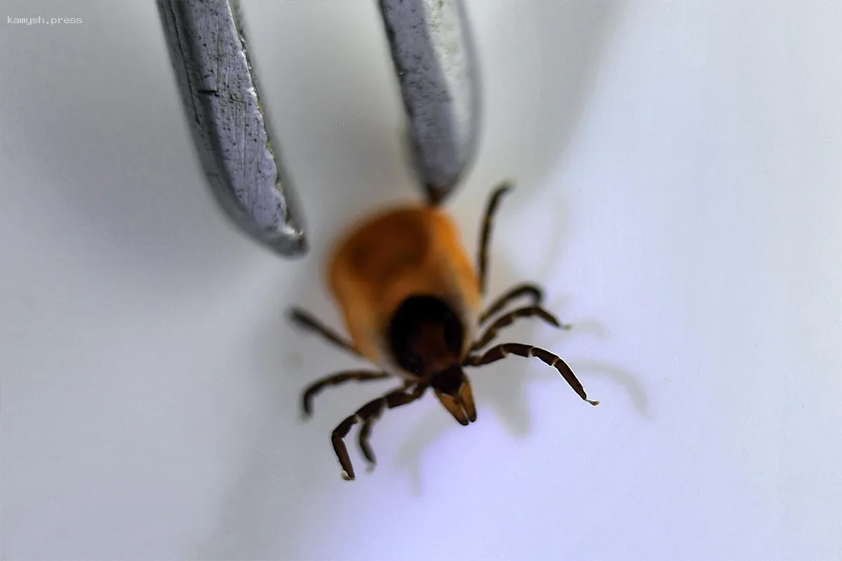 Россияне получили предупреждение о высокой активности иксодовых клещей