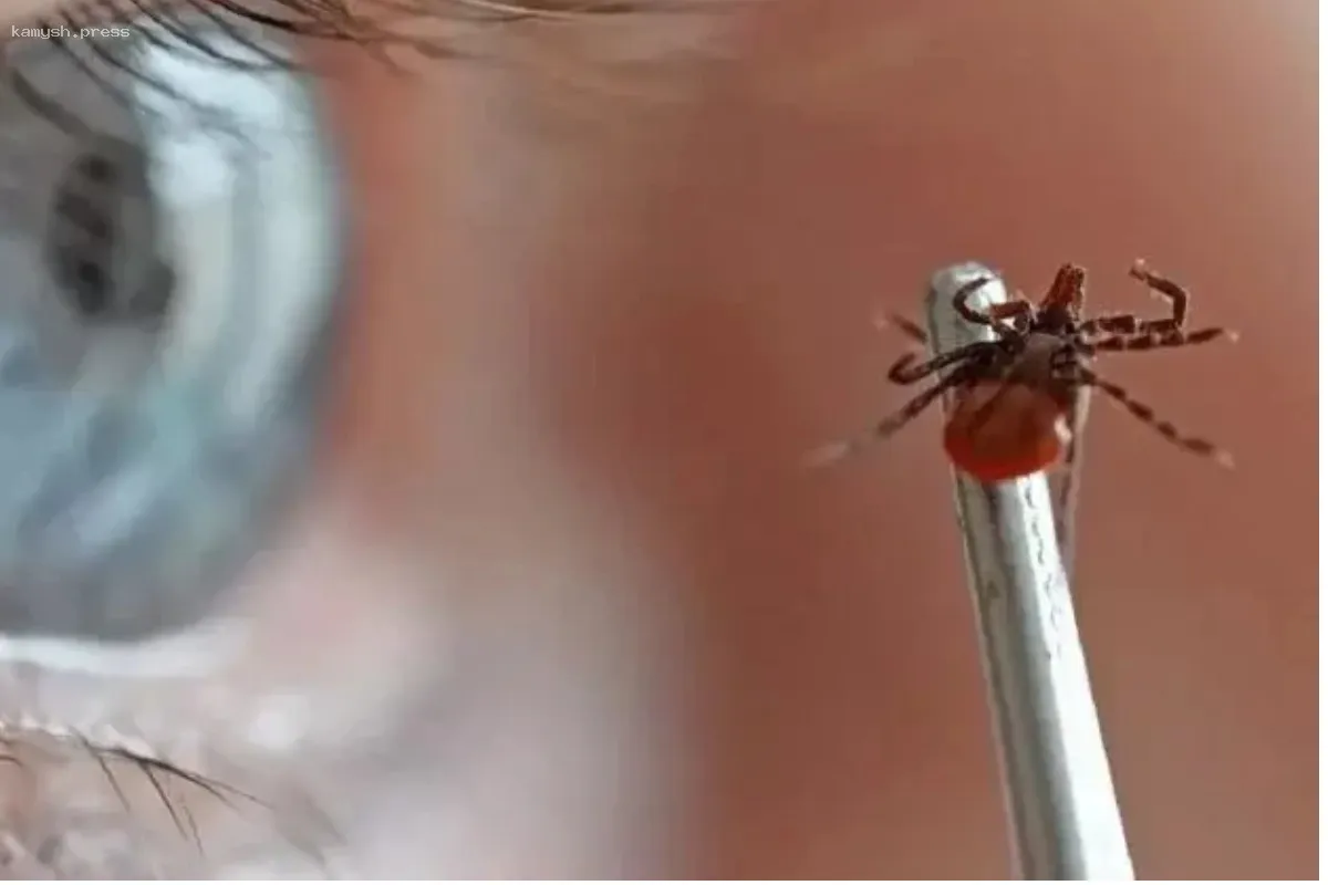 Проблема укусов клещей в Амурской области: 37 пострадавших, среди которых 16 детей