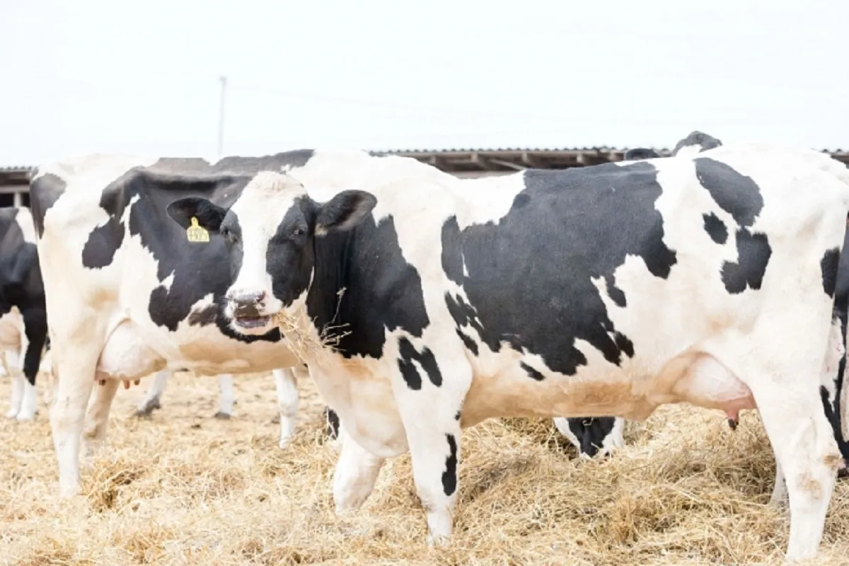 В Новосибирской области зафиксирован случай бешенства