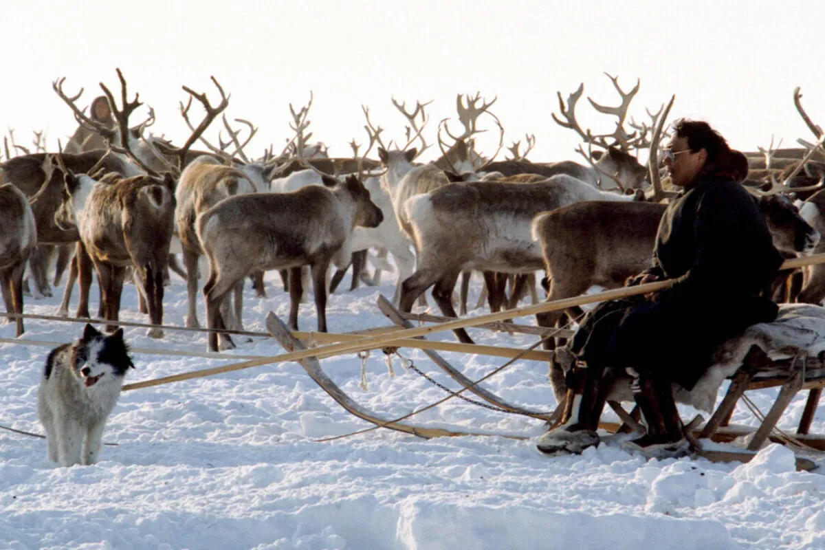 В Ненецком автономном округе выделены субсидии на транспортировку оленины