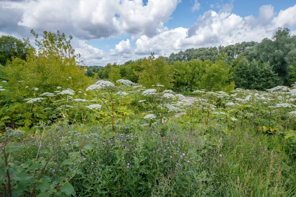 Определена сумма затрат на ликвидацию борщевика в Казани