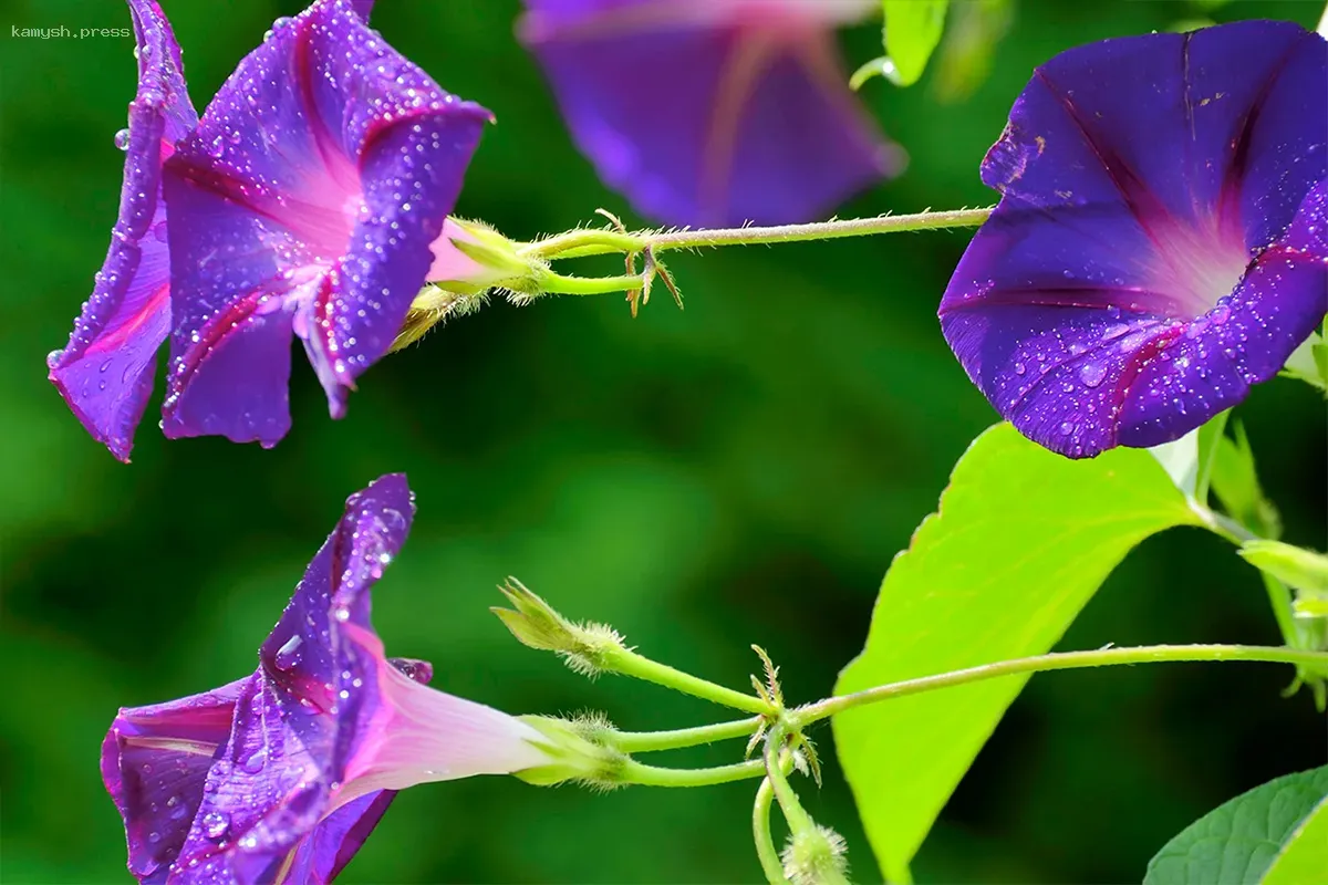 Юрист предупредила о растении, запрещенном для выращивания на даче