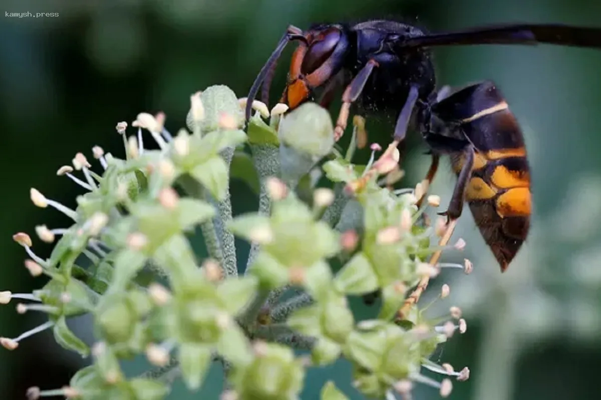 В Новосибирской области активизировались опасные шершни