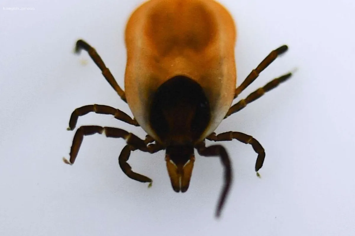 В Калужской области увеличилось количество случаев укусов клещами