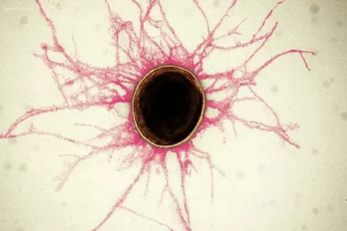 Исследования показывают связь между оральными бактериями и сердечными заболеваниями