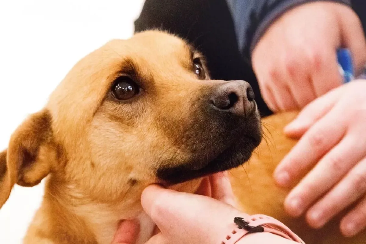 В Красноярском крае владельцев заставят чипировать домашних животных