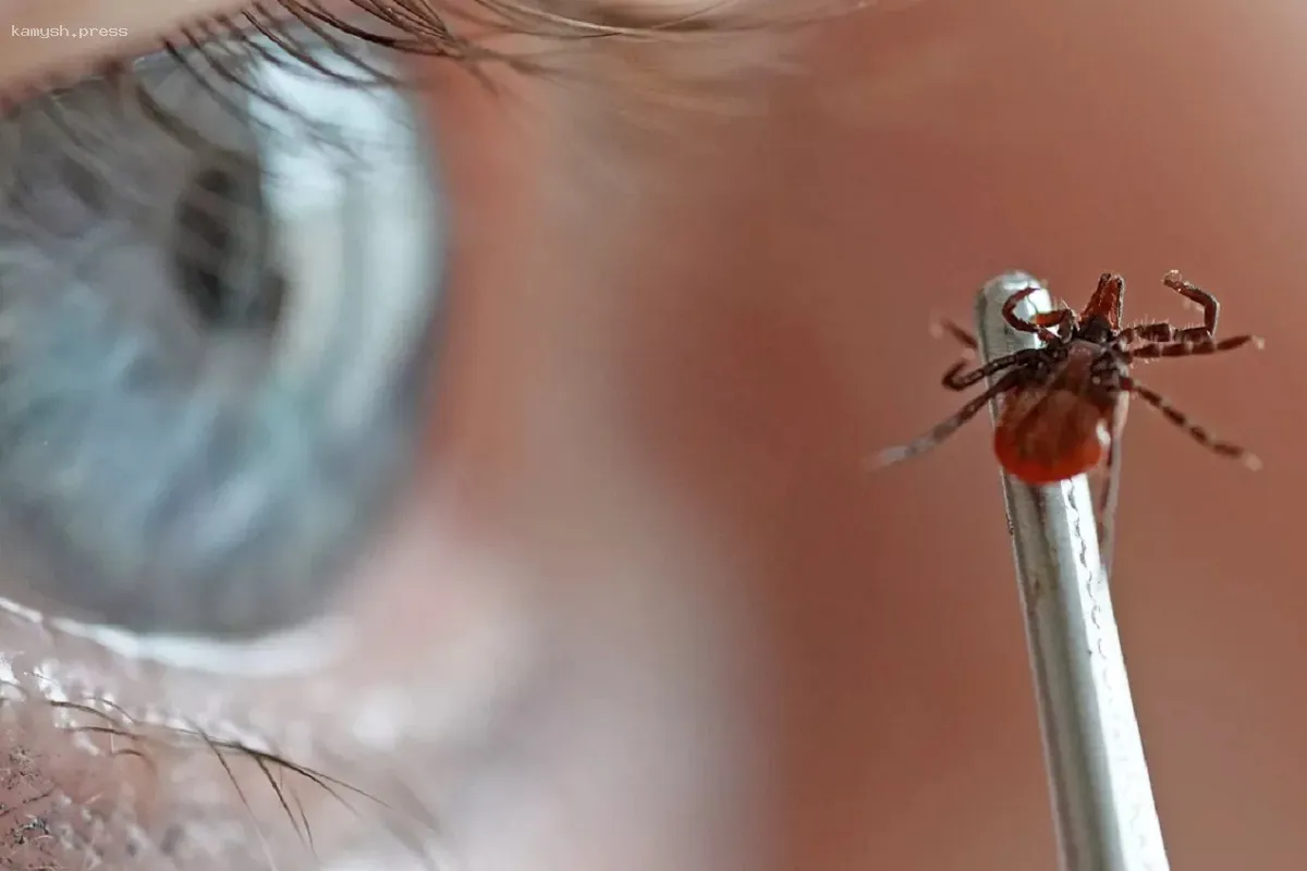 В Пермском крае зарегистрированы первые случаи укусов клещей у людей