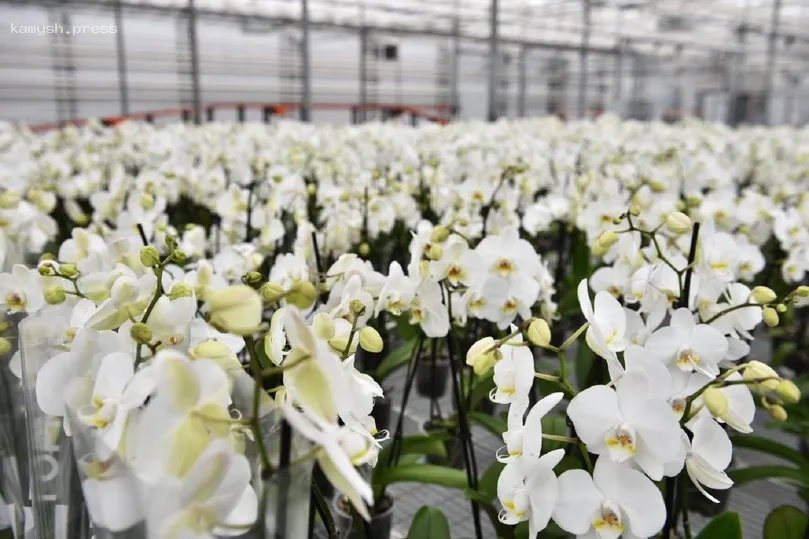В Ярославской области запустили массовое производство орхидей
