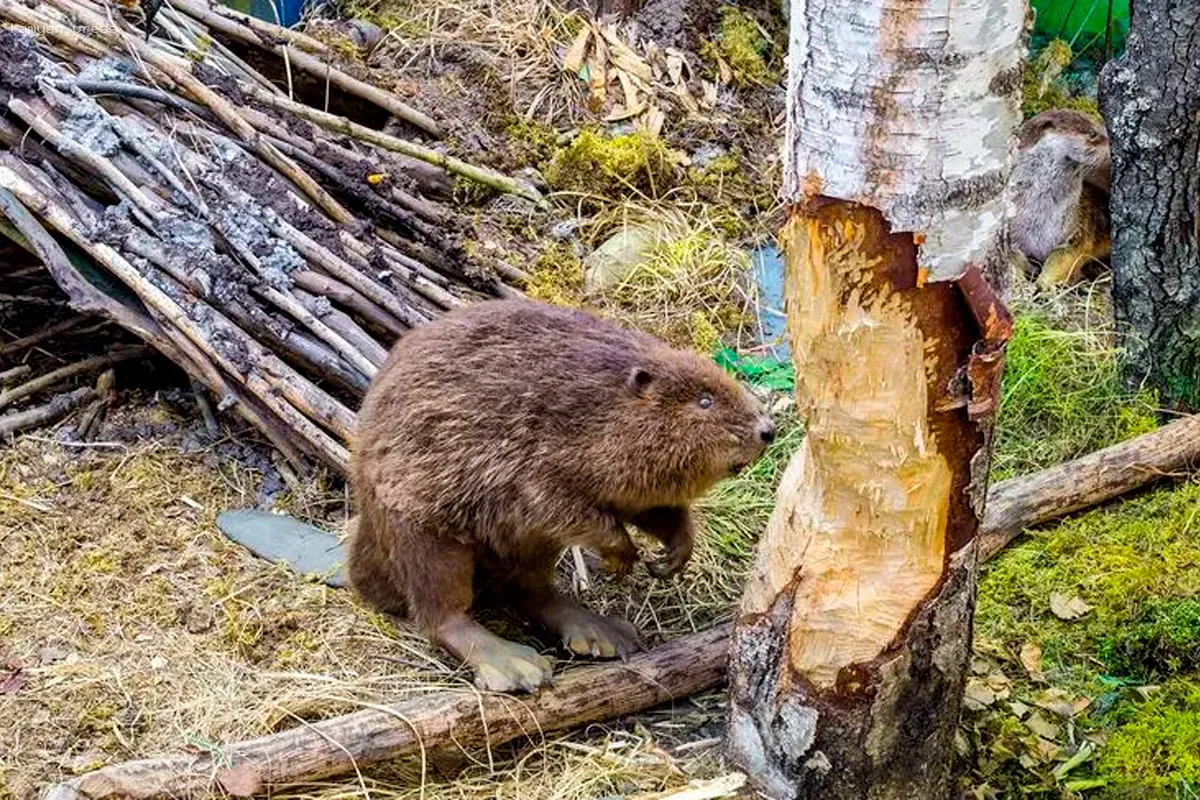 Канадский бобр вытесняет своего европейского соперника в Подмосковье