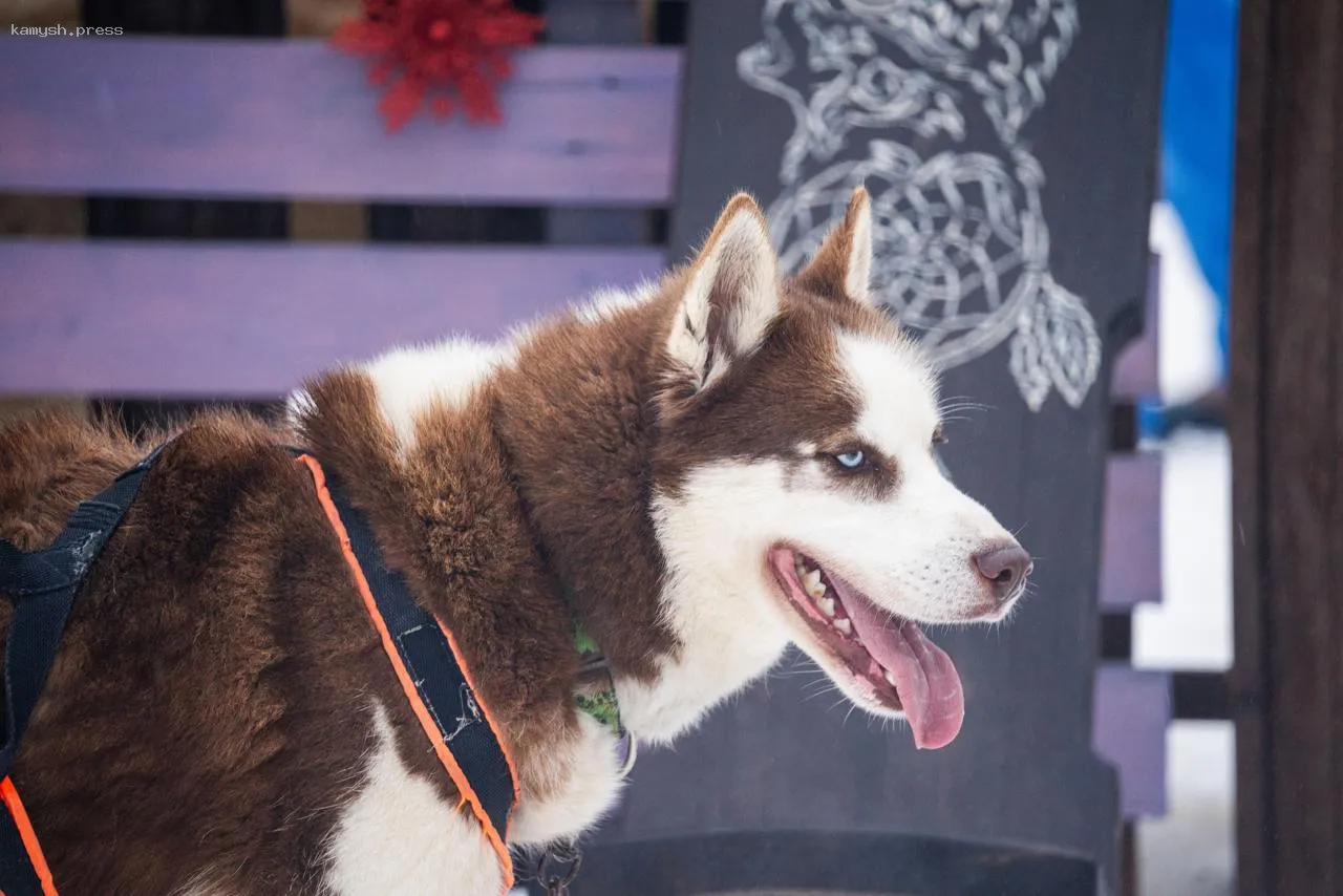 В Подмосковье обновлены нормы по содержанию домашних животных