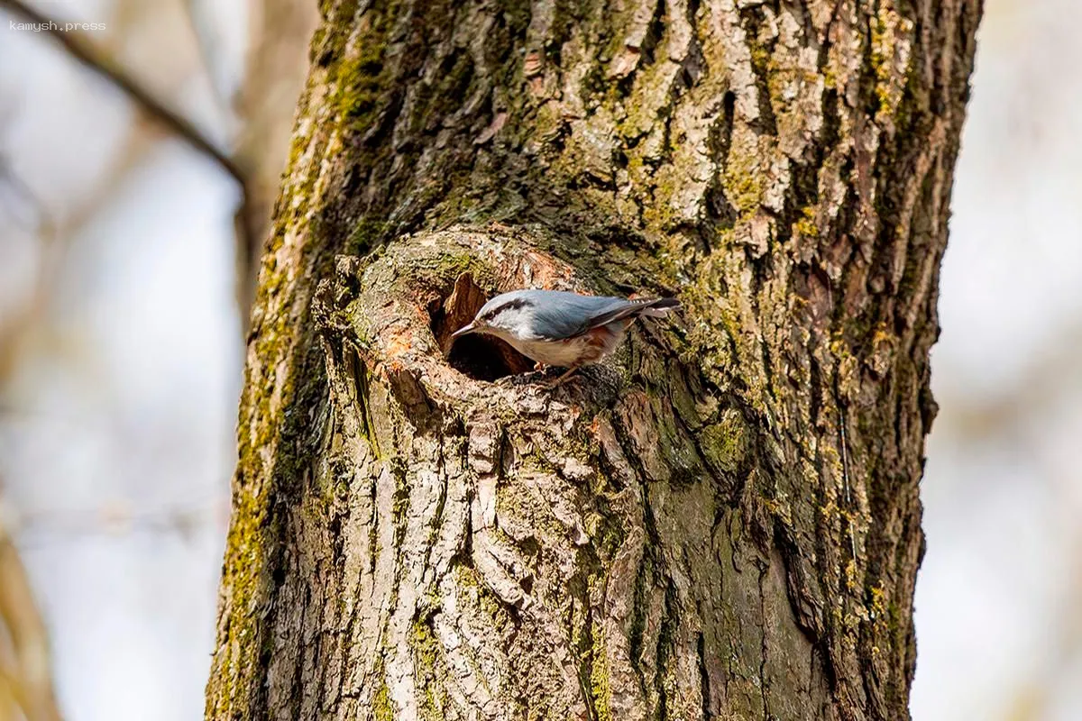 В Москве с 1 апреля введён режим тишины для охраны птиц