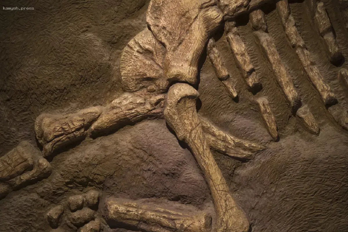 Communications Biology: ученые нашли останки хищника, охотившегося на динозавров