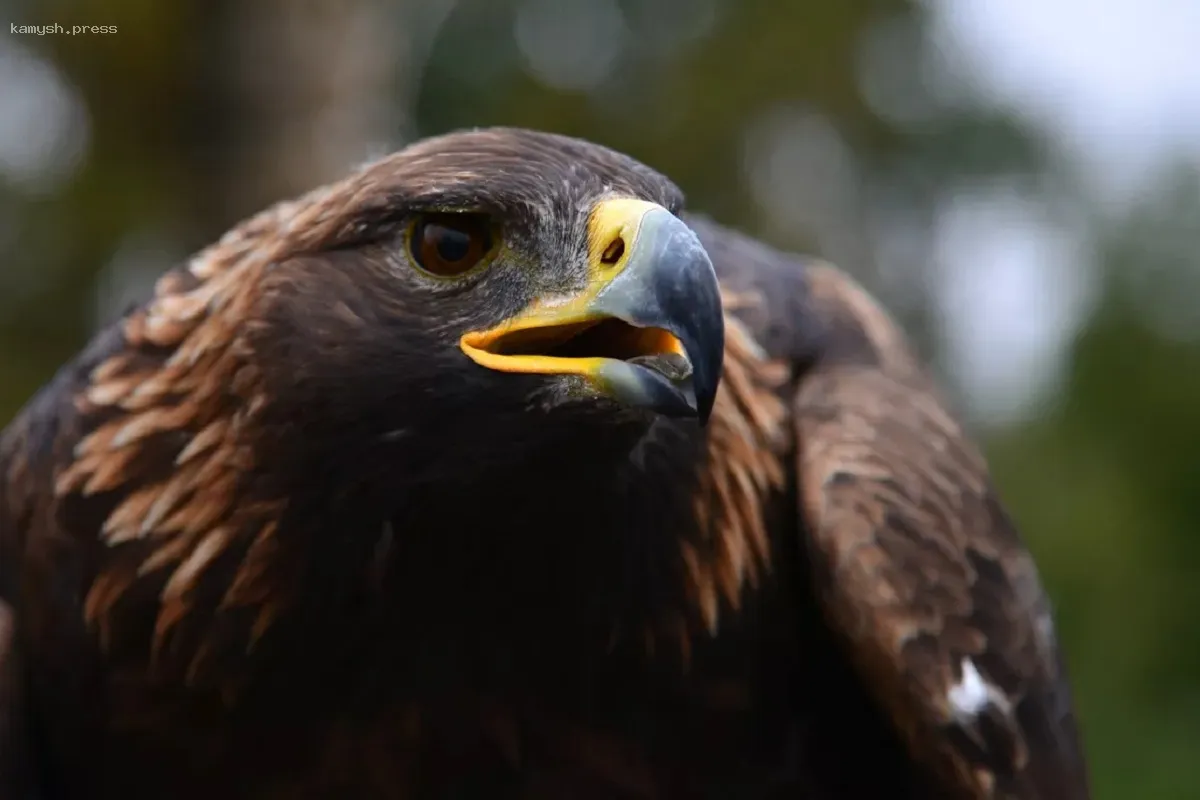 В Перми создадут платформы для гнездования беркутов