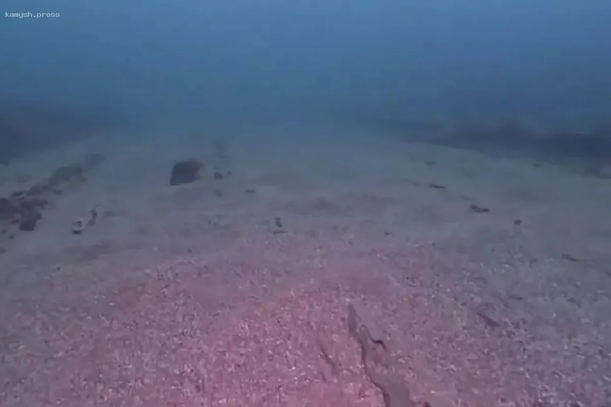 Ученые нашли древнее морское животное, возраст которого составляет 555 миллионов лет