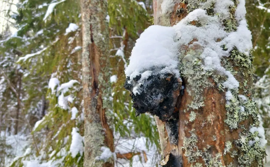 В 2025 году Кировская область отправила на экспорт свыше 33 тонн березовой чаги