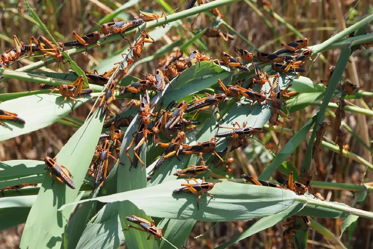 Специалисты Россельхозцентра зафиксировали вредителей в полях НСО