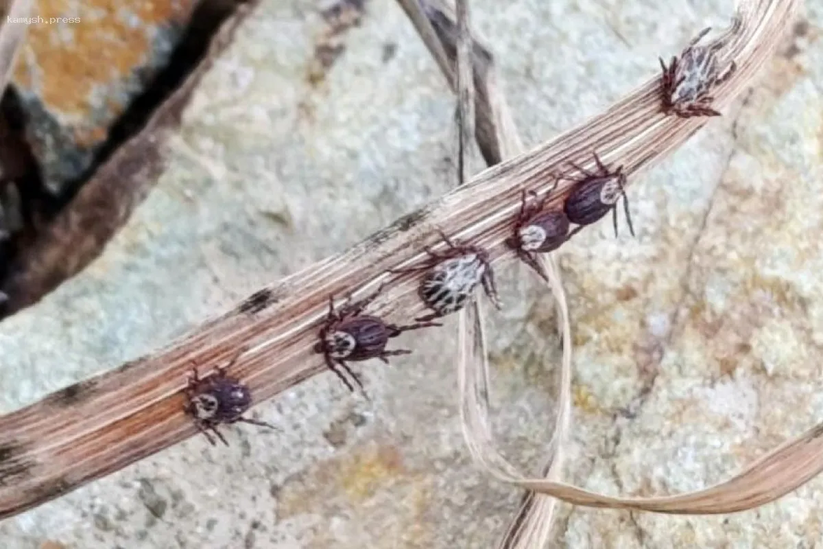 Клещи в Челябинской области могут быть носителями боррелиоза