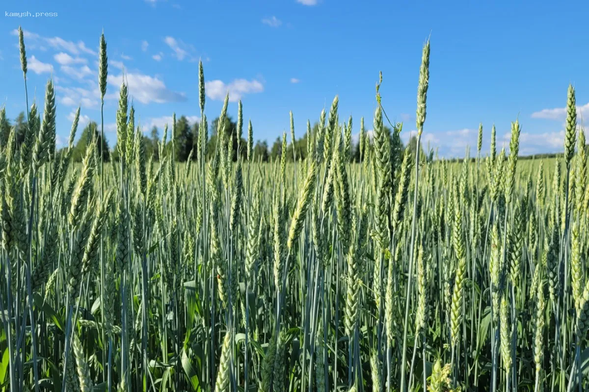 Сельхозпроизводители Челябинской области продолжают получать финансовую поддержку перед посевной кампанией