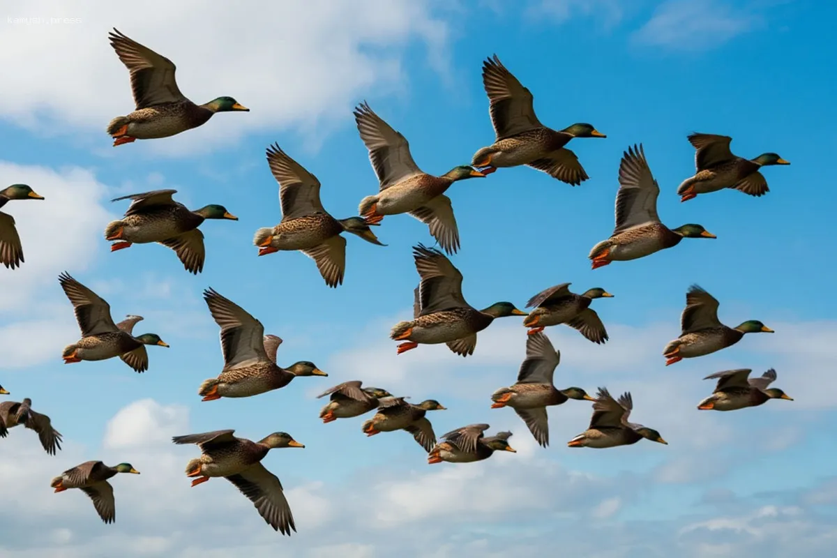 Нижегородский орнитолог рассказал о том, как птицы приспосабливаются к жизни в городах