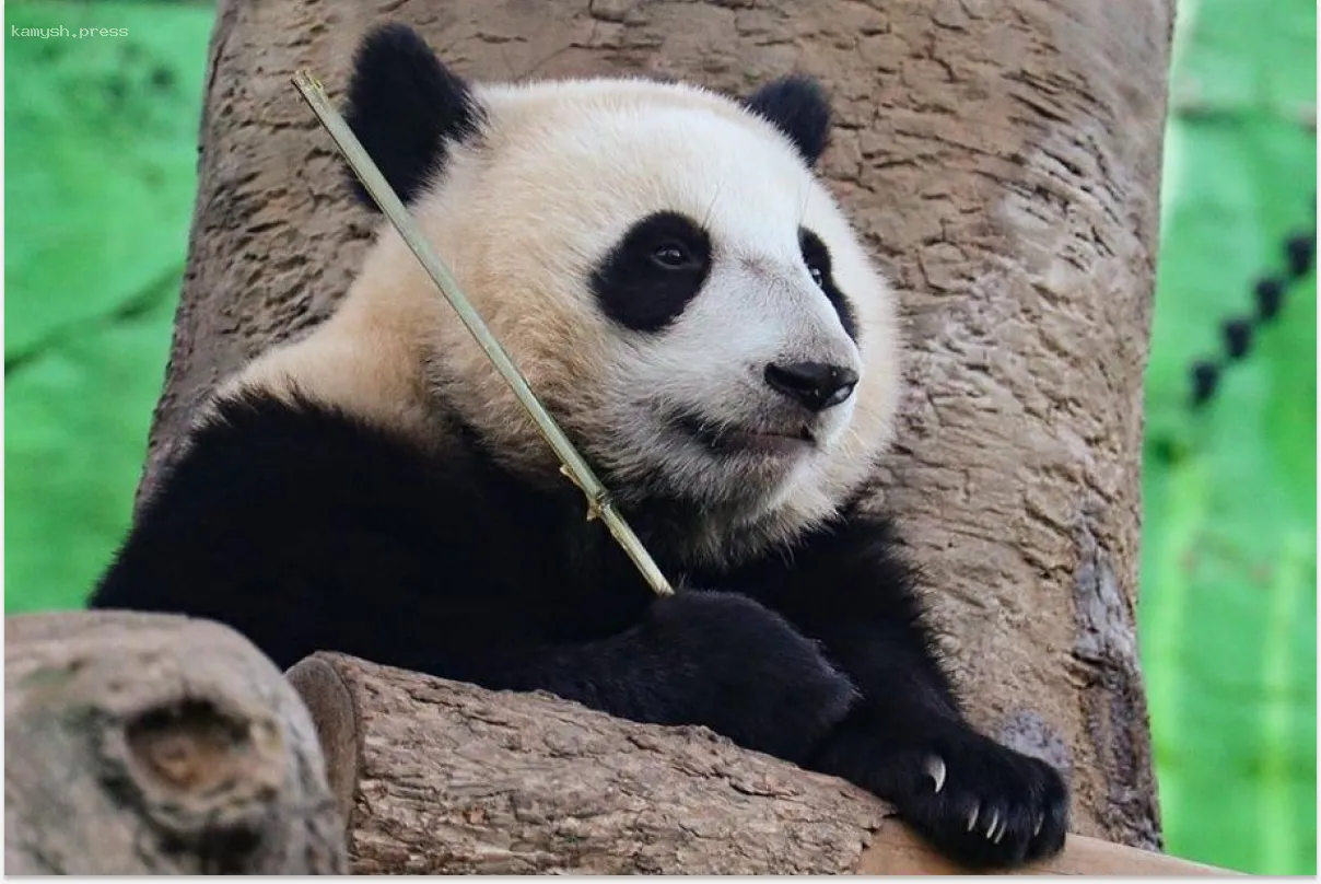 Панда Катюша начала новую жизнь в московском зоопарке