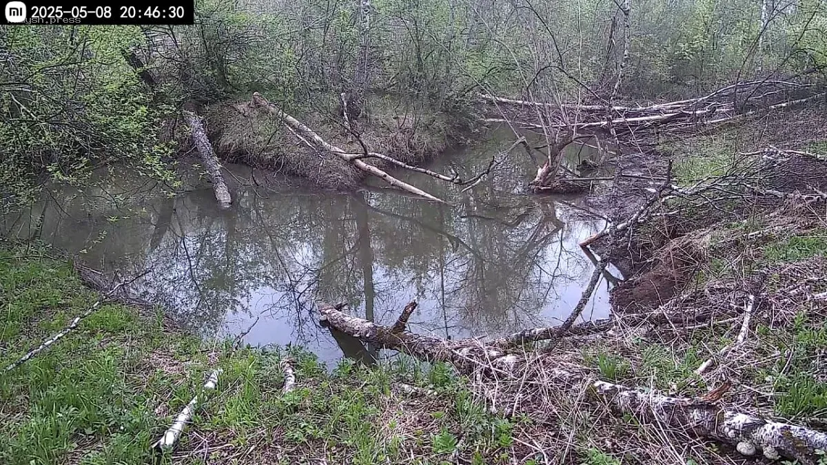 Новосибирец установил видеонаблюдение за бобрами на своей даче