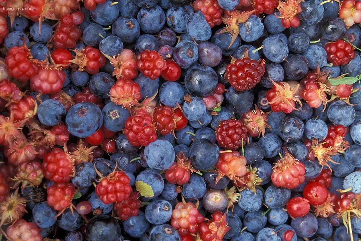 Ленинградская область начинает поставки сублимированных ягод в Узбекистан