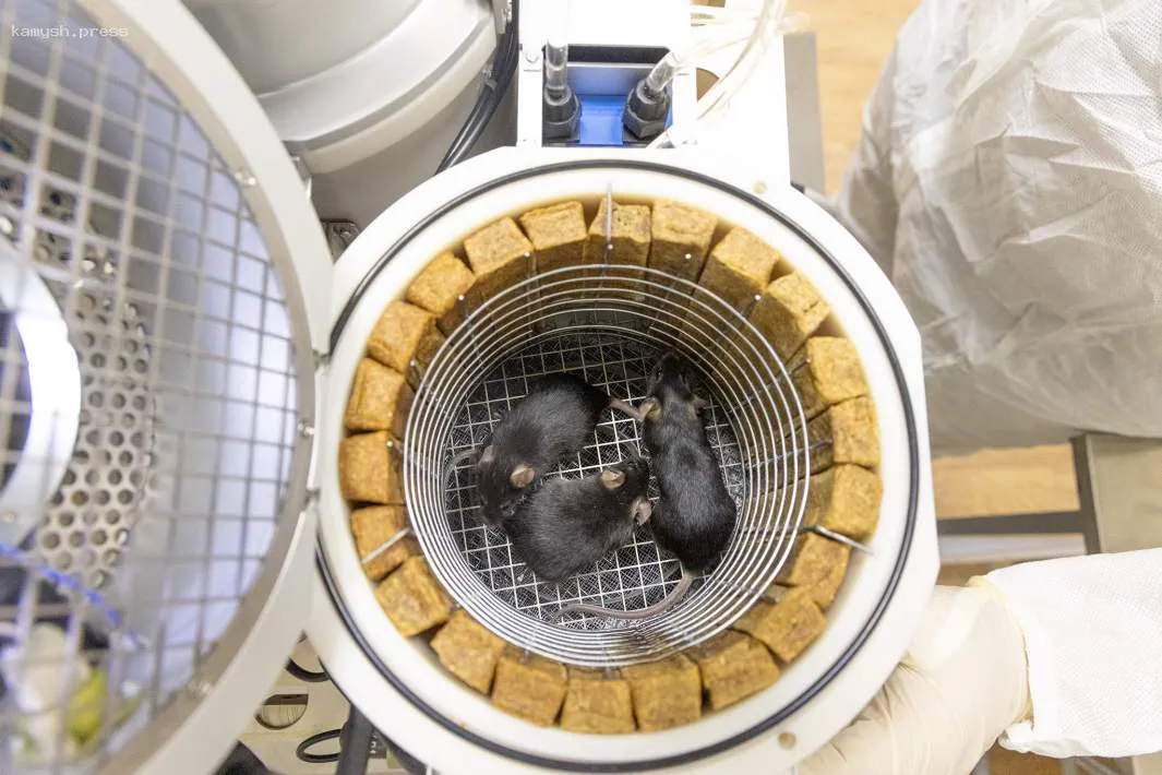 Россия планирует отправить биоспутник на полярную орбиту для исследований выживания в космосе