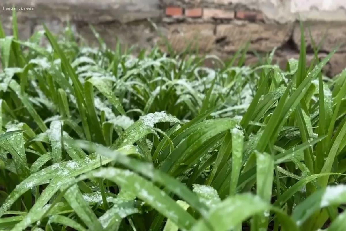 В Брянском регионе предсказывают интенсивные заморозки в ближайшие дни