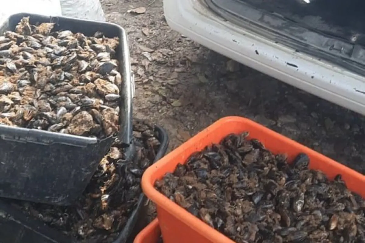 Севастопольские жители получили условные наказания за незаконный вылов 16 тысяч мидий