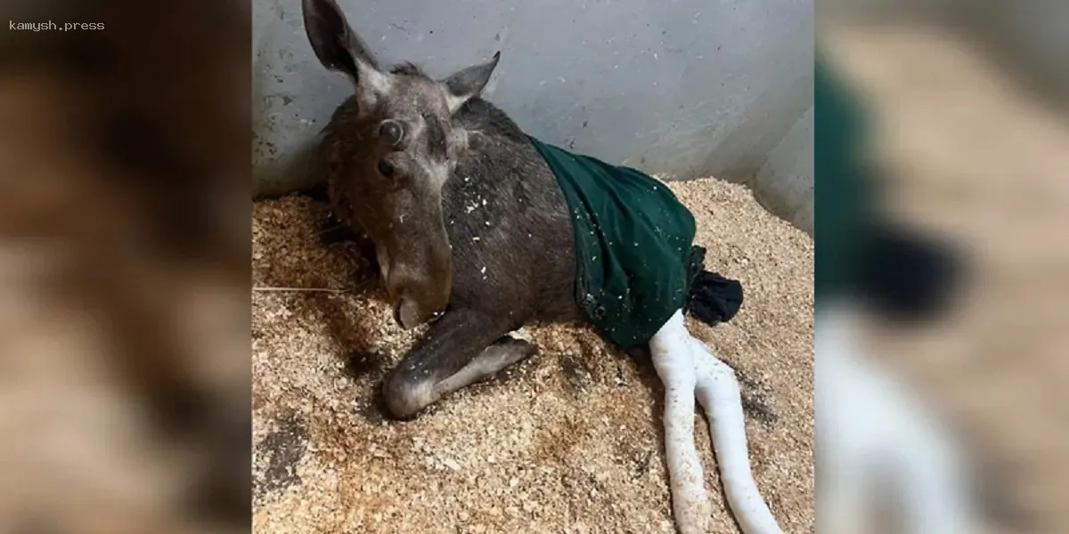 Сбитый и брошенный на обочине в Подмосковье лосёнок Илюша умер