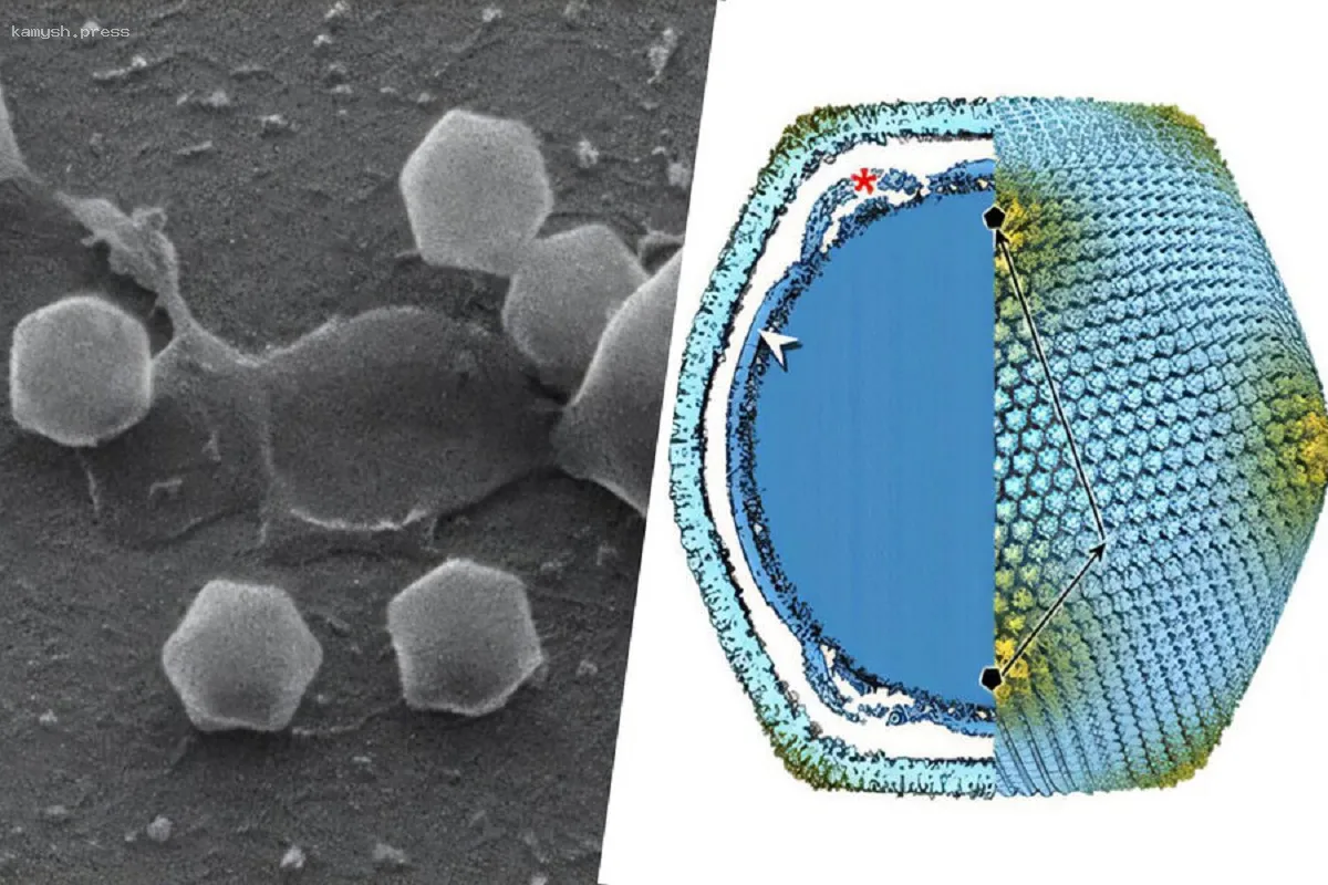 «Микромир изменился навсегда»: исследователи обнаружили гигантский вирус