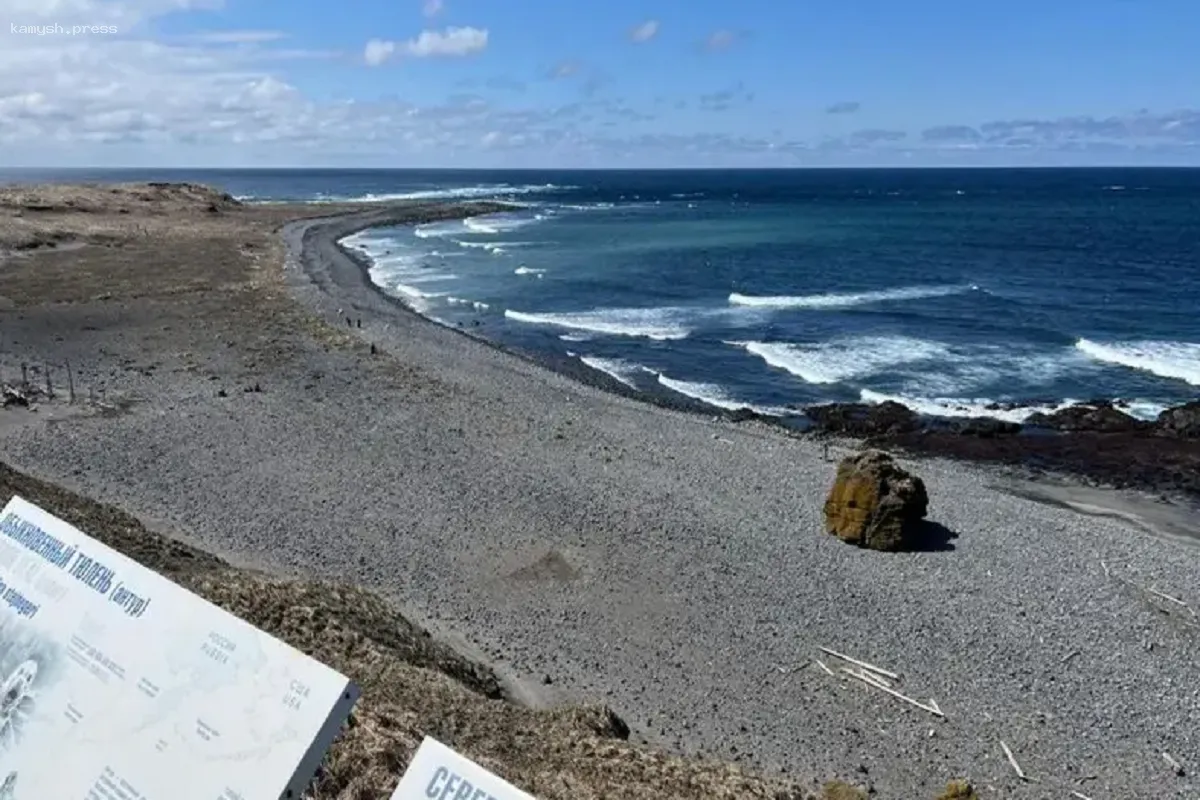 К открытию сезона на Командорах подготовили лежбище морских котиков