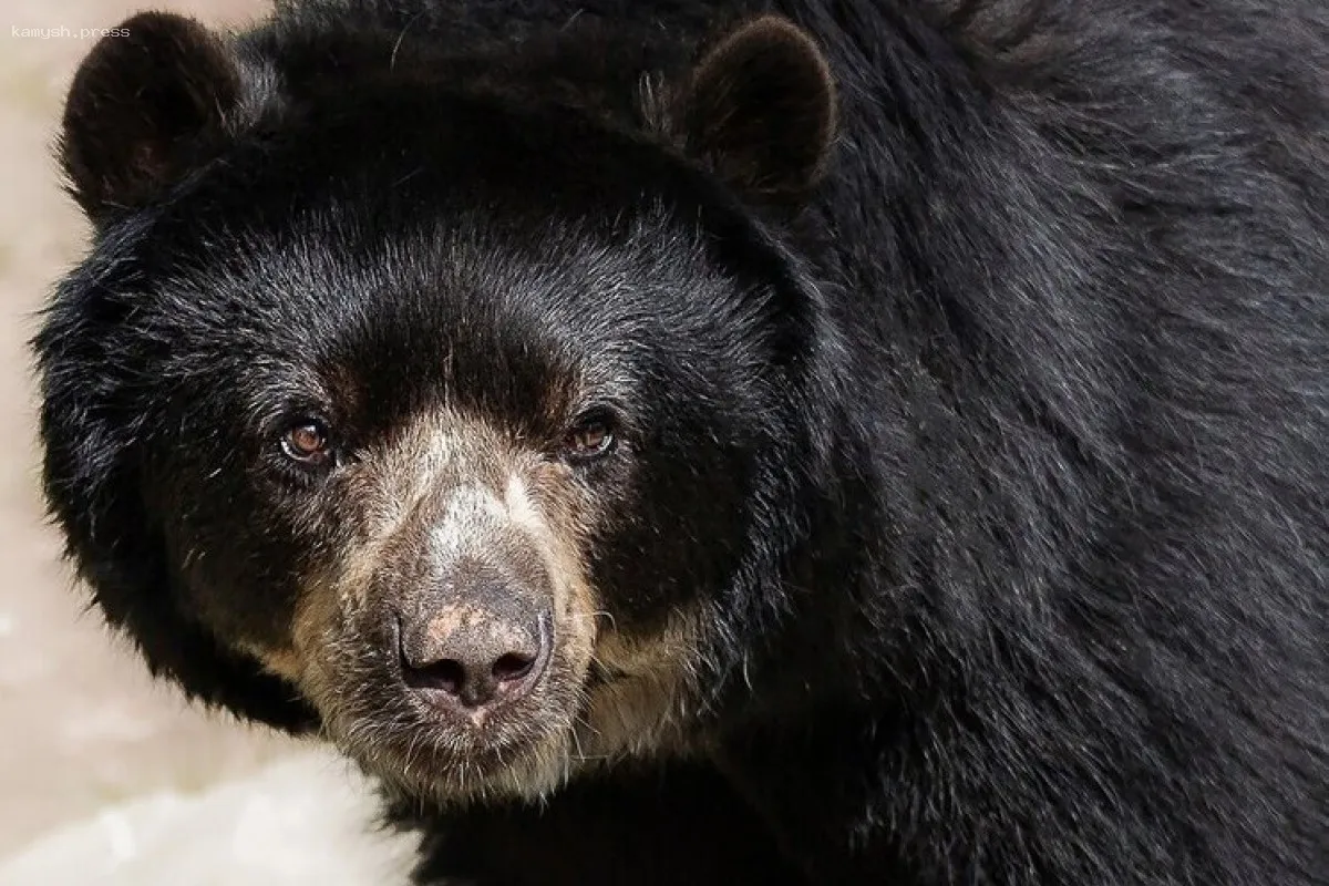 В Индии мужчина стал жертвой медвежьей атаки