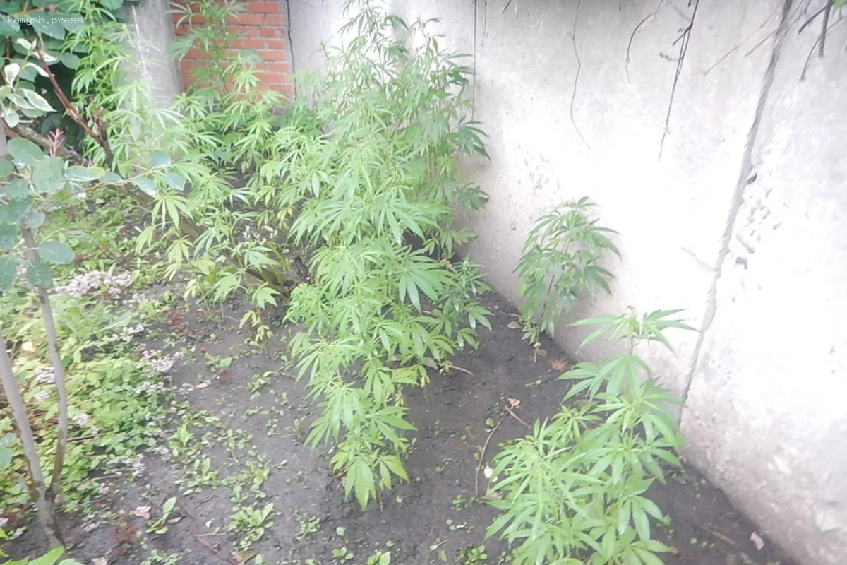 Садоводы предупреждают дачников о запрещенных к культивированию растениях