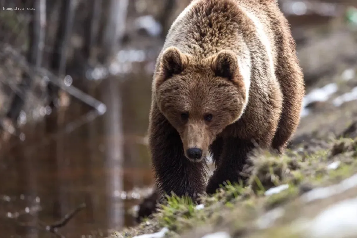 На Ветлане в Пермском крае заметили медведя