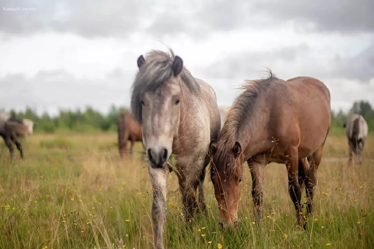 Карантин по бешенству введён в Новосибирской области
