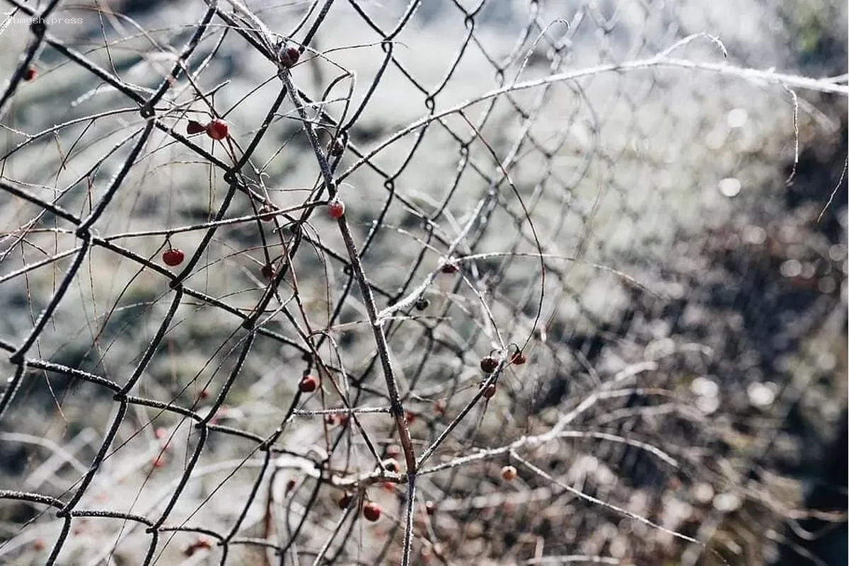 В Москве и Подмосковье зафиксированы рекордно низкие температуры