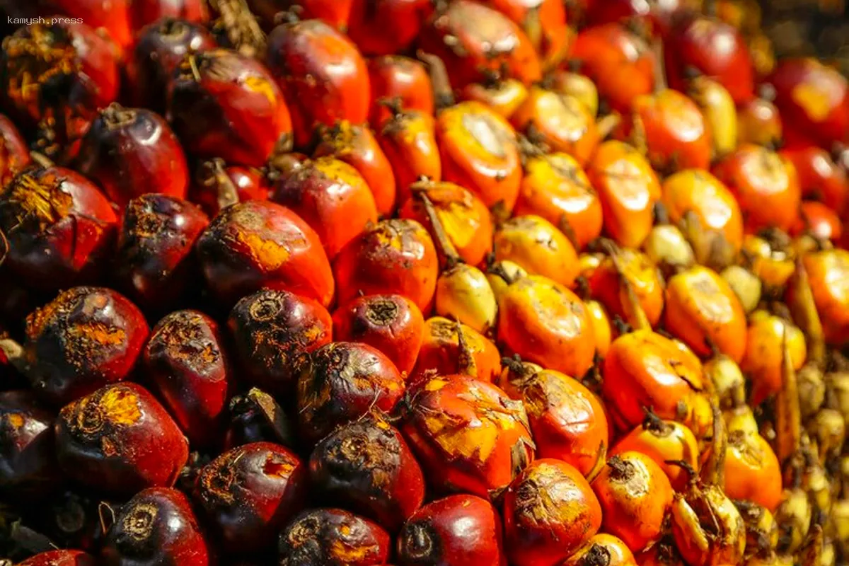 Кубань приобрела пальмовое масло на сумму 6 миллионов долларов в первые три месяца 2025 года