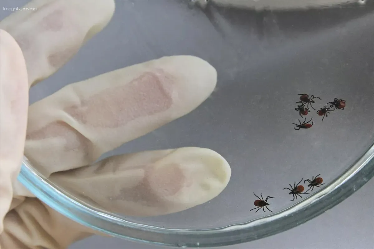 Минздрав Новосибирской области сообщил, что иммуноглобулин не обеспечивает полную защиту от энцефалита